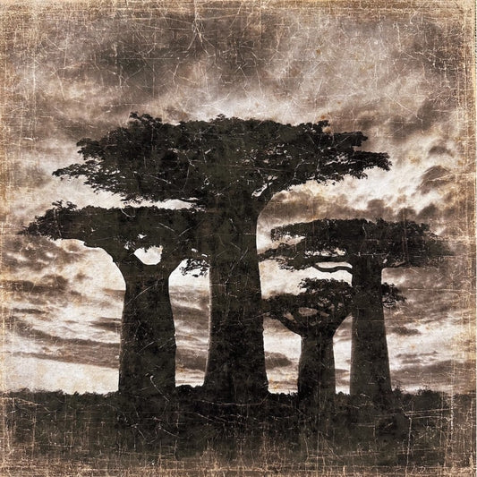 Tenture BAOBABS MADAGASCAR [ALFONZ] 120x120 cm