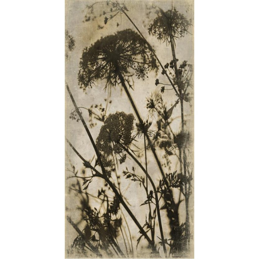 Tenture BOTANICA CAROTTES SAUVAGES [ALFONZ] 90x180 cm