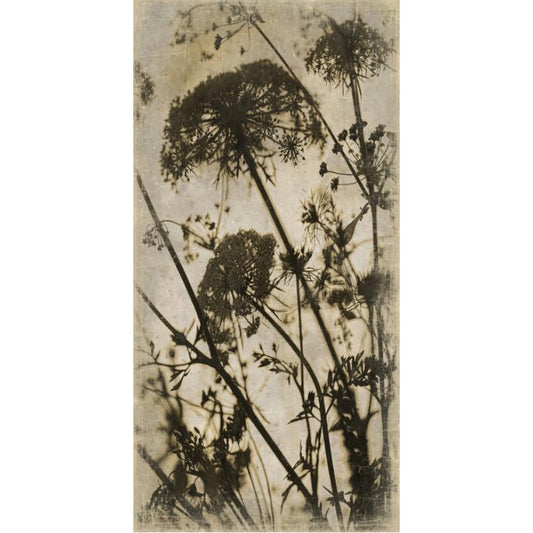 Tenture BOTANICA CAROTTES SAUVAGES [ALFONZ] 90x180 cm