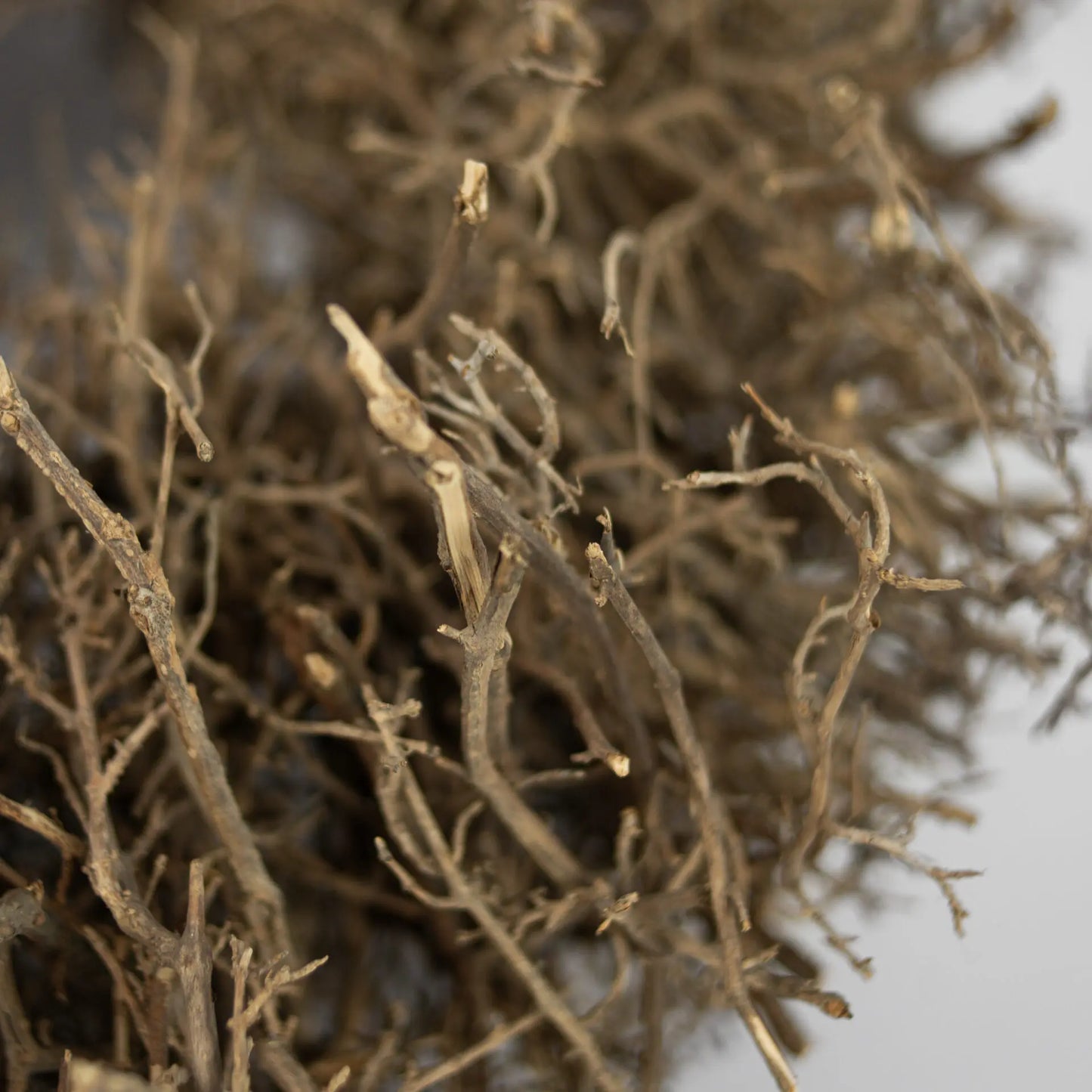 Couronne Bois séché [OLSSON & JENSEN]